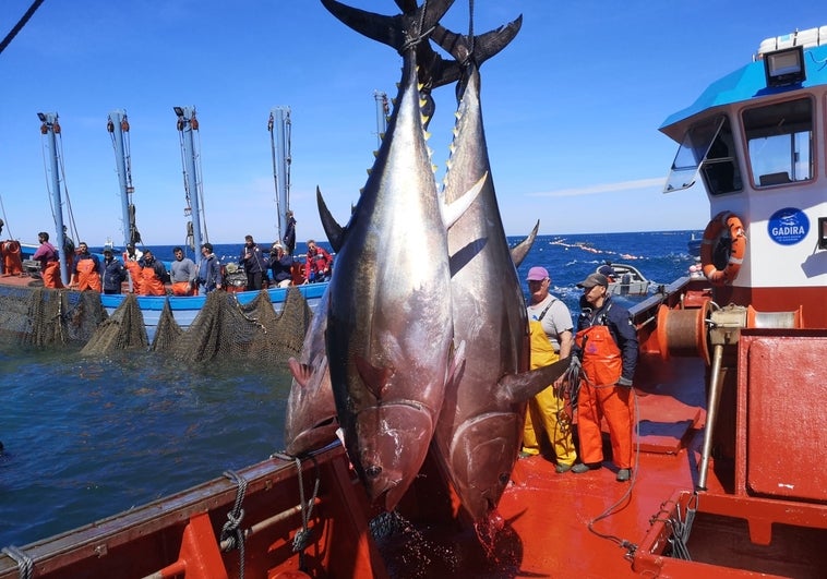 Primera 'levantá' de atunes en la almadraba de Conil