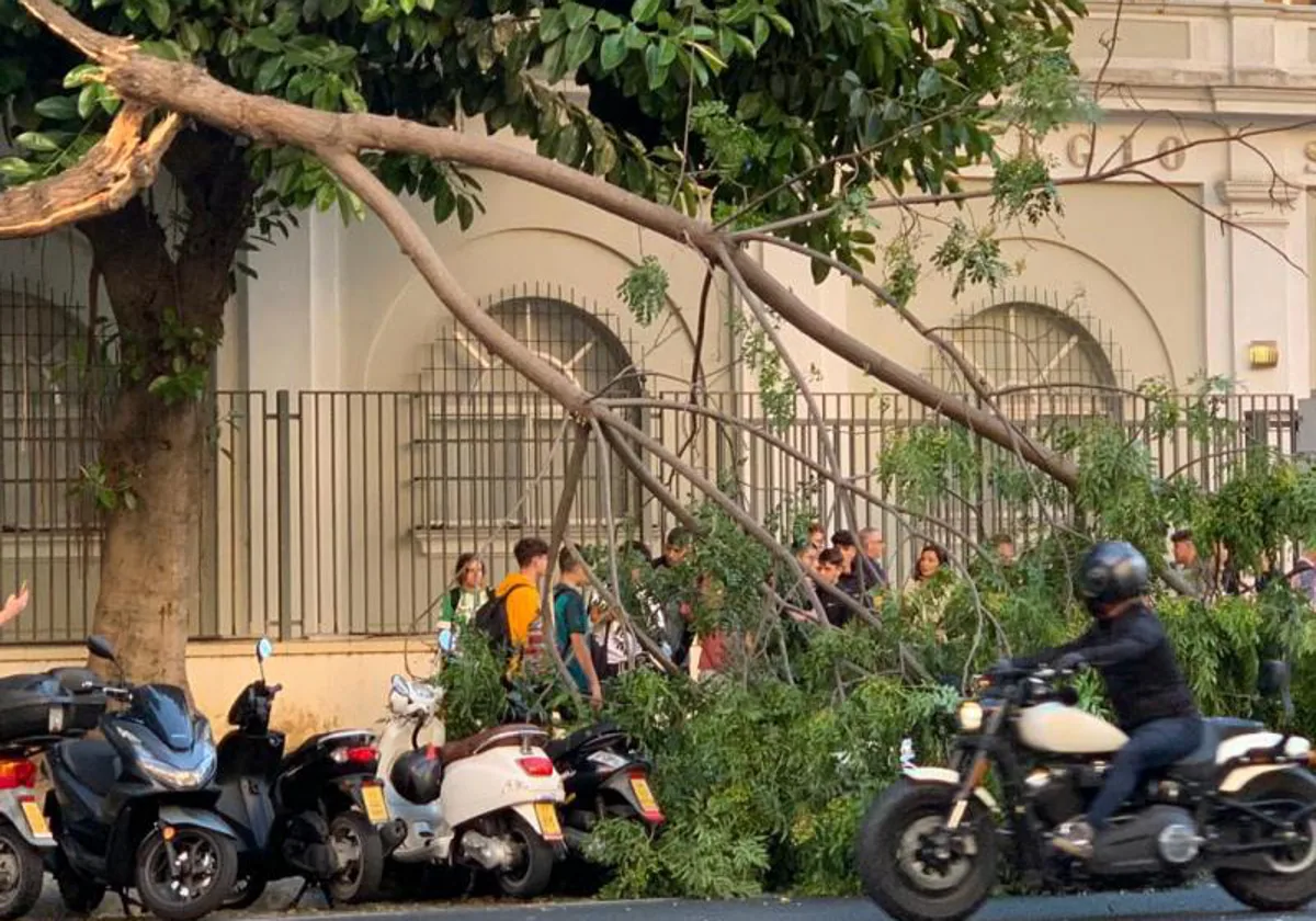Rama de un árbol que cayó junto al colegio San Felipe en Cádiz.