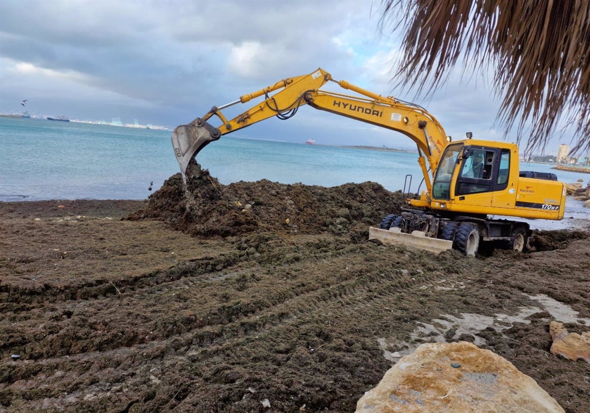 Retirada de algas de las playas.