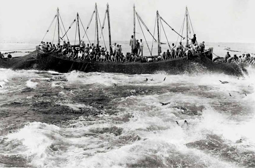 Atunes chapoteando atrapados dentro del copo de almadraba. Hacia 1940