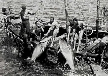 Fotos históricas de la pesca del atún en Barbate