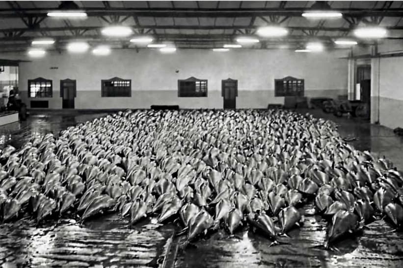 Vista de los atunes procedentes de una sola 'levantá' en las instalaciones de la lonja de Barbate. Hacia 1970