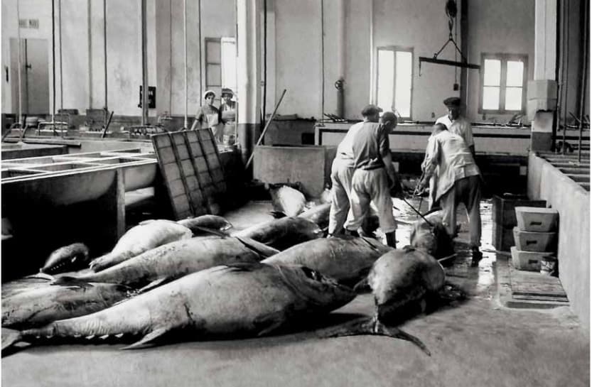 Ronqueo del atún en instalaciones almadraberas. Hacia 1970