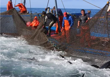De la asfixia a la lupara, la evolución de la técnica de la pesca del atún
