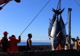 La pesca de almadraba, equilibrio entre naturaleza y economía