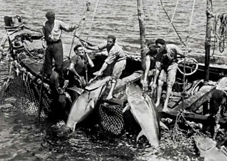 Imagen secundaria 1 - Fotos de la pesca del atún en la primera mitad del siglo XX.