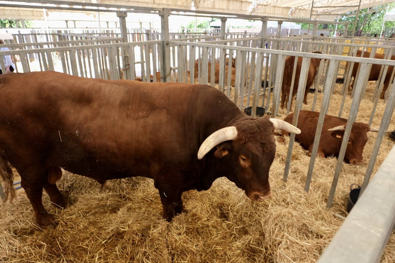 Fotos: La feria de Vejer se despide con un domingo redondo