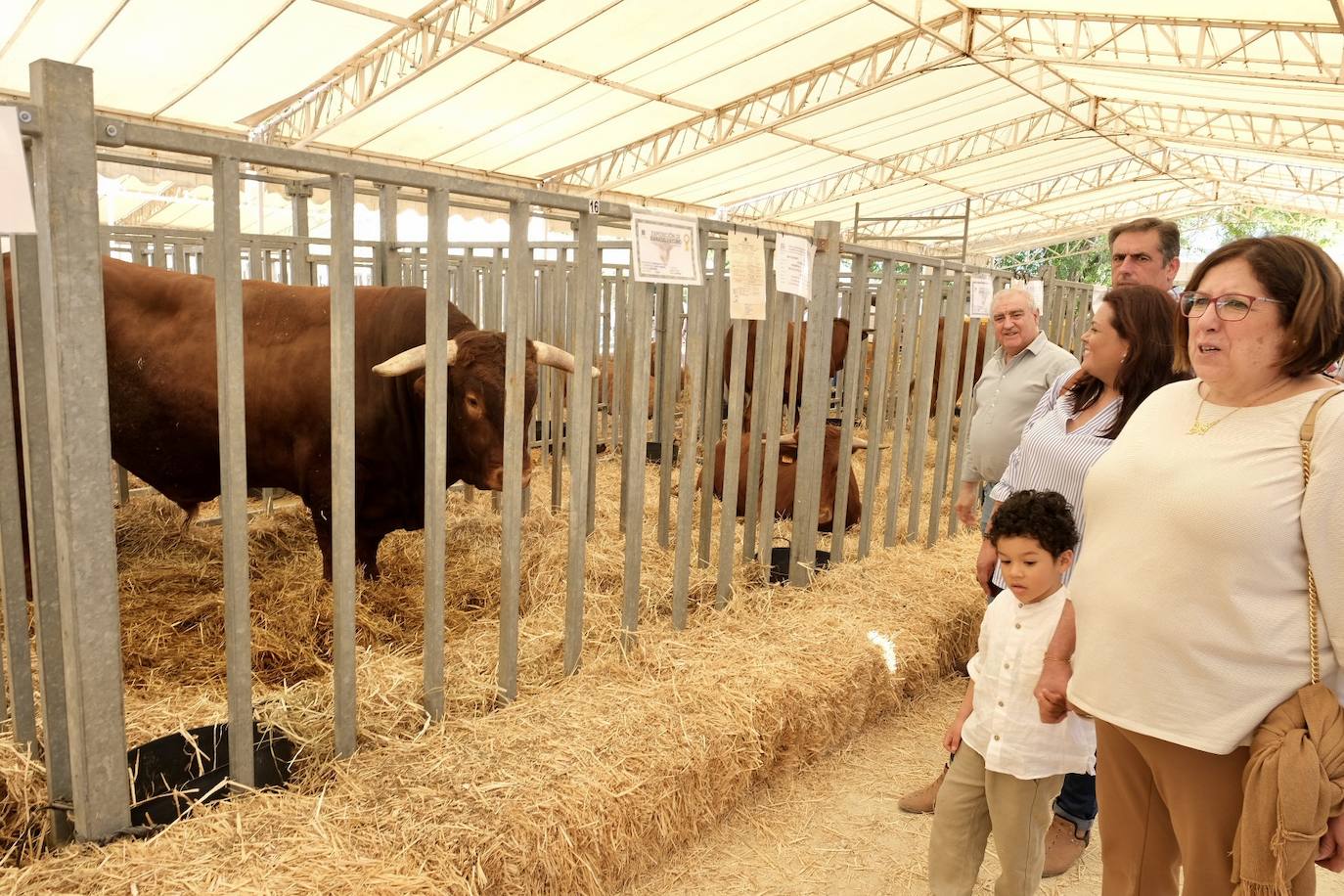 Fotos: La feria de Vejer se despide con un domingo redondo