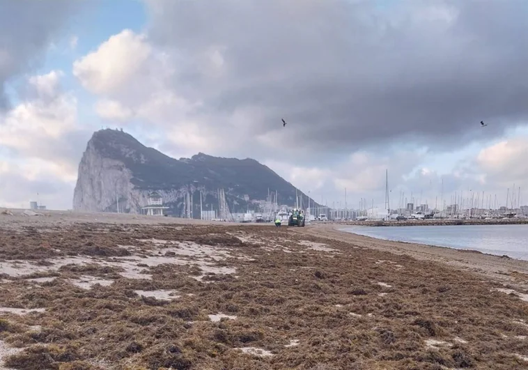 La Línea retira 65 toneladas de algas de sus playas tras los últimos temporales