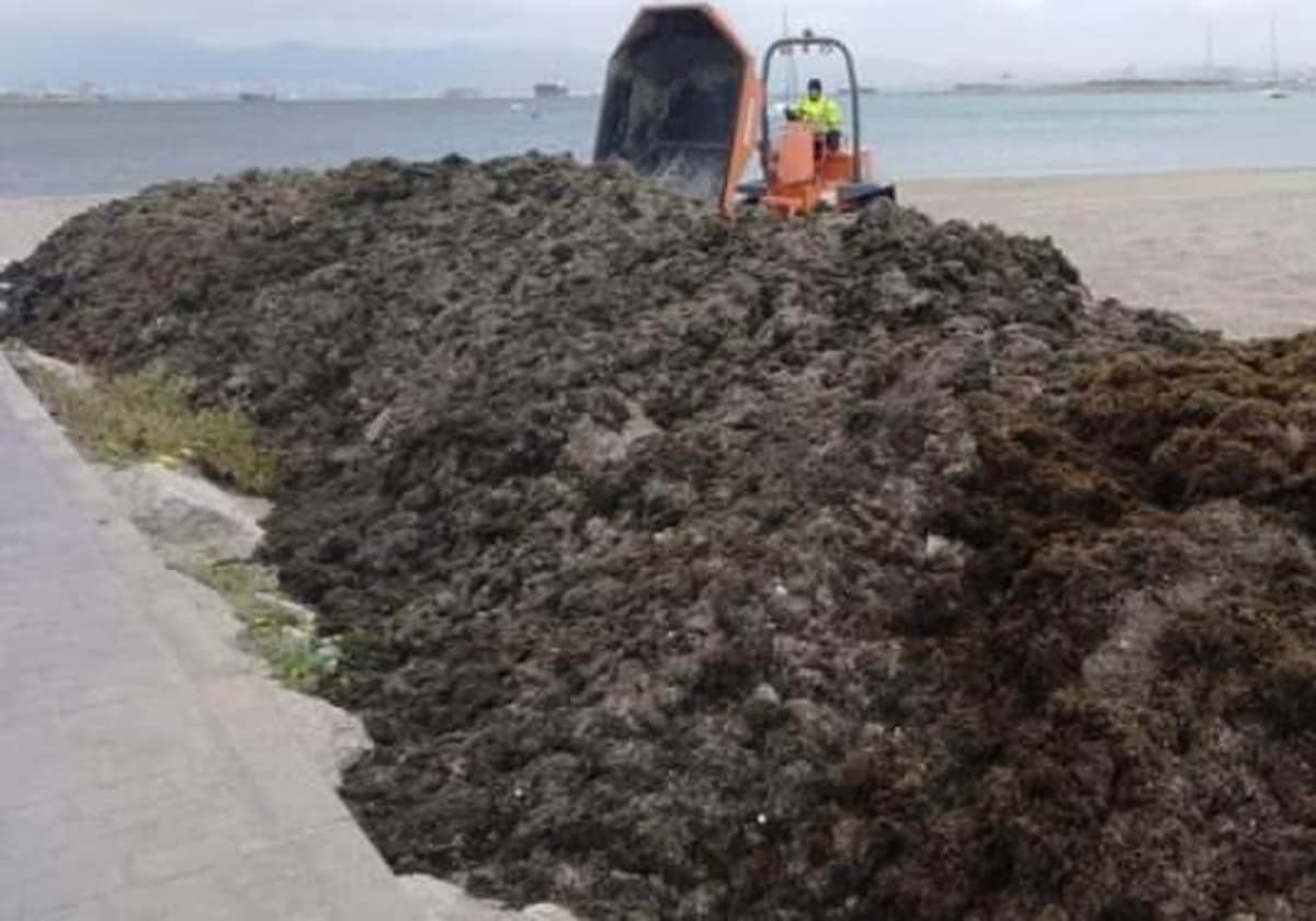 Más de 260.000 euros para eliminar el alga invasora en el litoral gaditano