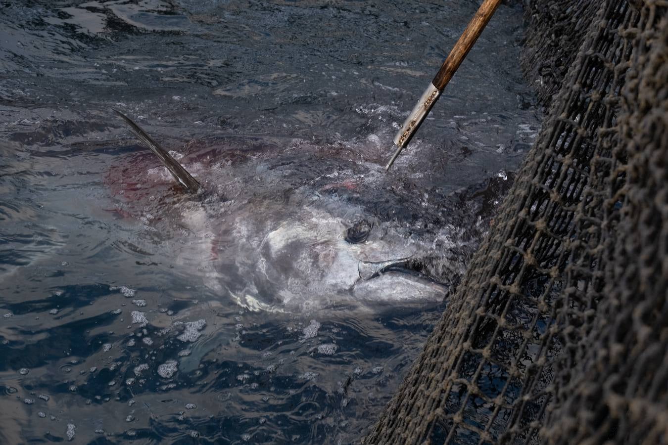 Fotos: las imágenes de una levantá de atún rojo en Cádiz