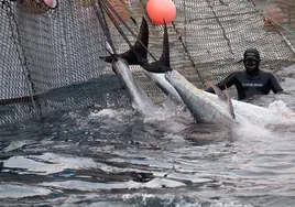 Vídeo una levantá de atún rojo en Conil, en Cádiz