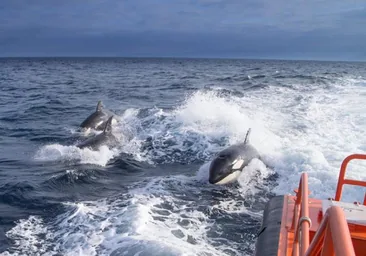 Cuatro tripulantes rescatados en aguas de Barbate tras el impacto de orcas en el velero en el que iban