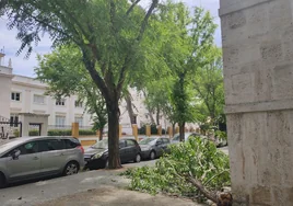 Cae la rama de otro árbol en Cádiz, ahora en Tolosa Latour