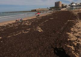 Las algas vuelven a invadir La Caleta