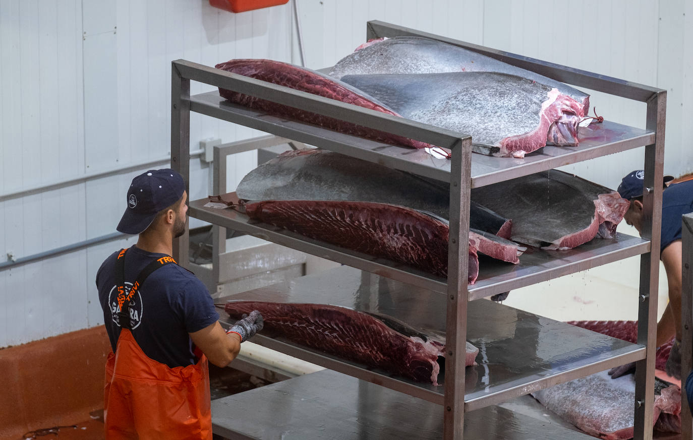 Fotos: el ronqueo del atún rojo en la provincia de Cádiz