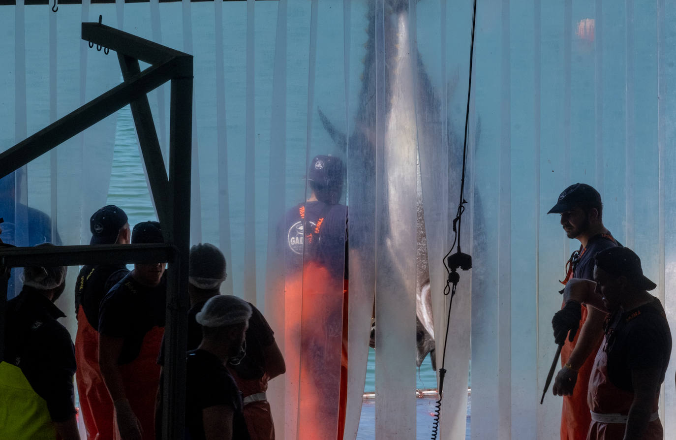 Fotos: el ronqueo del atún rojo en la provincia de Cádiz
