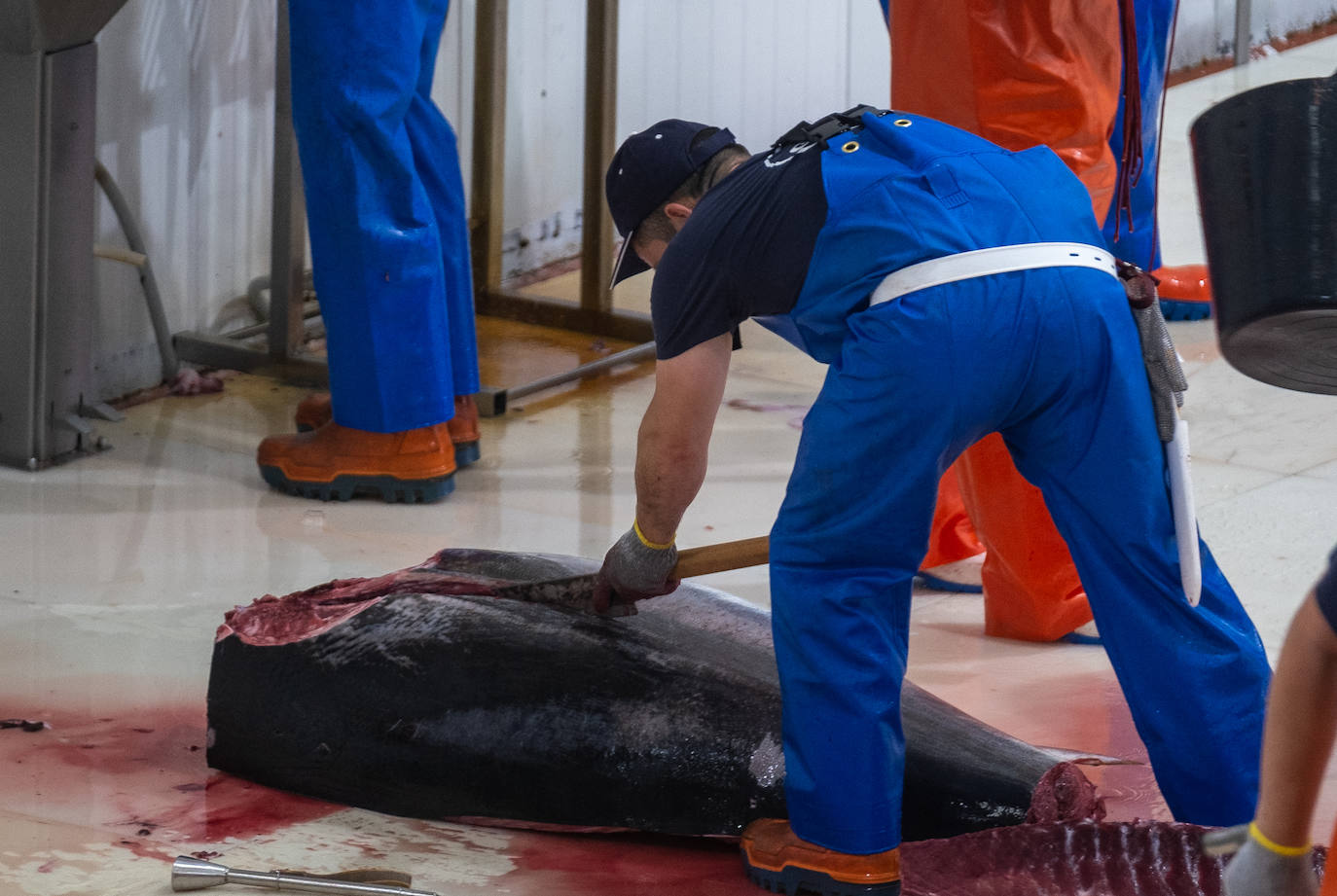 Fotos: el ronqueo del atún rojo en la provincia de Cádiz