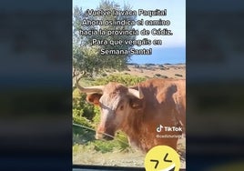 Cádiz arrasa en Tik Tok: estos son los dos vídeos más populares de la provincia