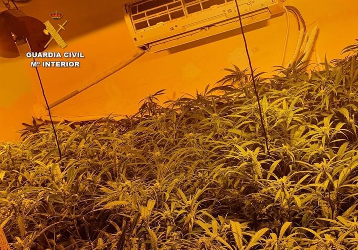 Desmantelan una plantación de marihuana indoor en Sanlúcar en un domicilio alquilado