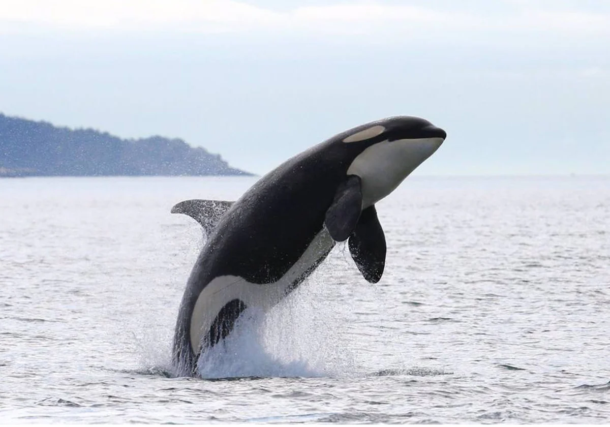 El Gobierno marcará a las orcas para reducir sus ataque a los veleros en las costas de Cádiz