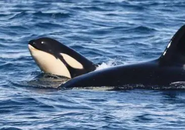 La venganza de la orca 'Gladis', tras los ataques a los veleros en las costas de Cádiz