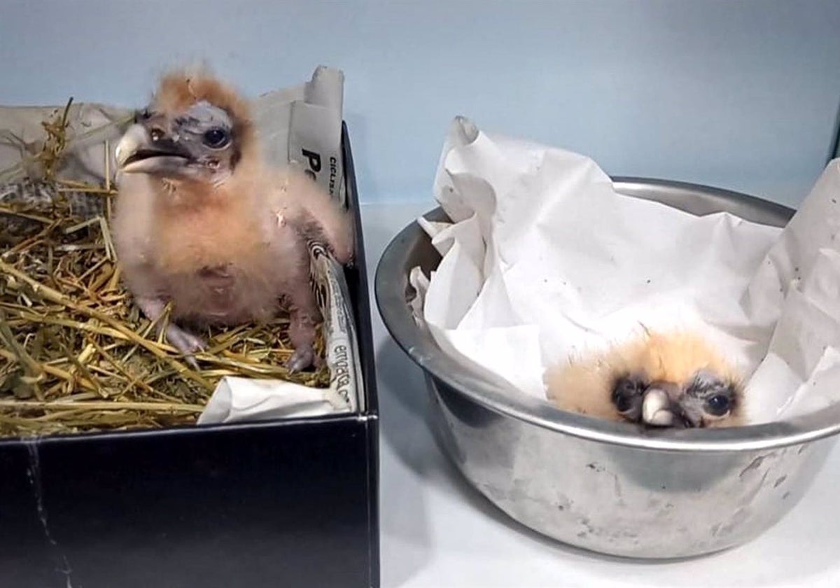 Pollos de alimoche nacidos en el Zoo de Jerez.