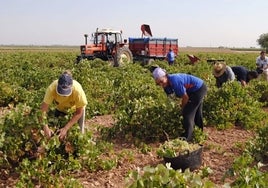 La agricultura  gaditana se queda sin herederos