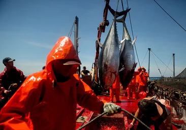 Las almadrabas gaditanas cierran una temporada épica de pesca con la última 'levantá' en Tarifa