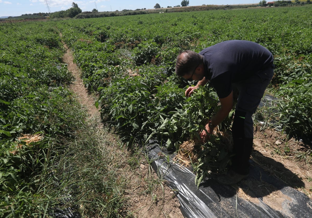 José Miguel revisa a diario su plantación de tomates de pera en su parcela de Torrecera