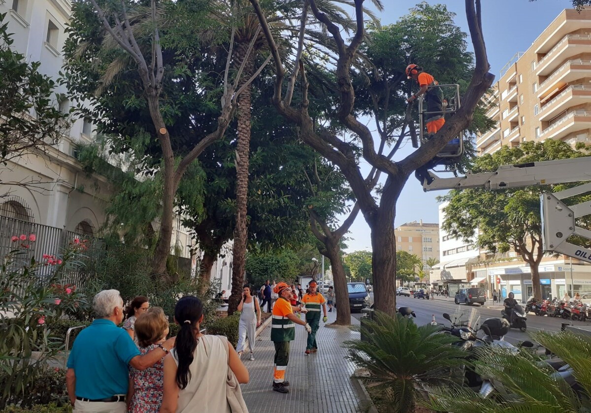 Operarios de Parques y Jardines actuando este jueves en uno de los árboles de la avenida donde se han vuelto a caer ramas.