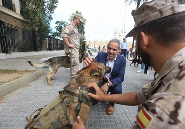 Hasta 1.122 animales fueron abandonados o se perdieron en Cádiz en 2022