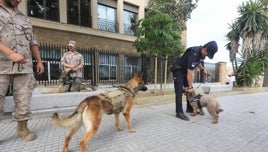 Las imágenes de la campaña de sensibilización para la tenencia responsable de mascotas