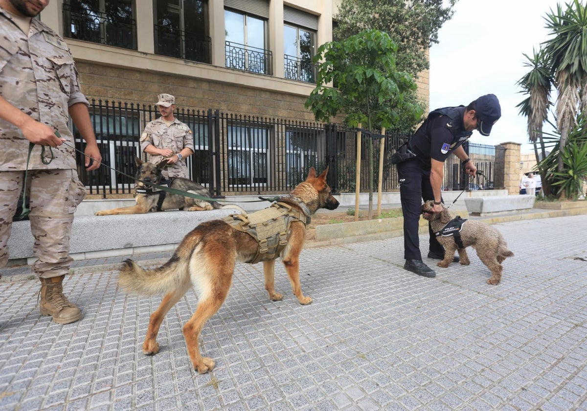 Hasta 1.122 animales fueron abandonados o se perdieron en 2022