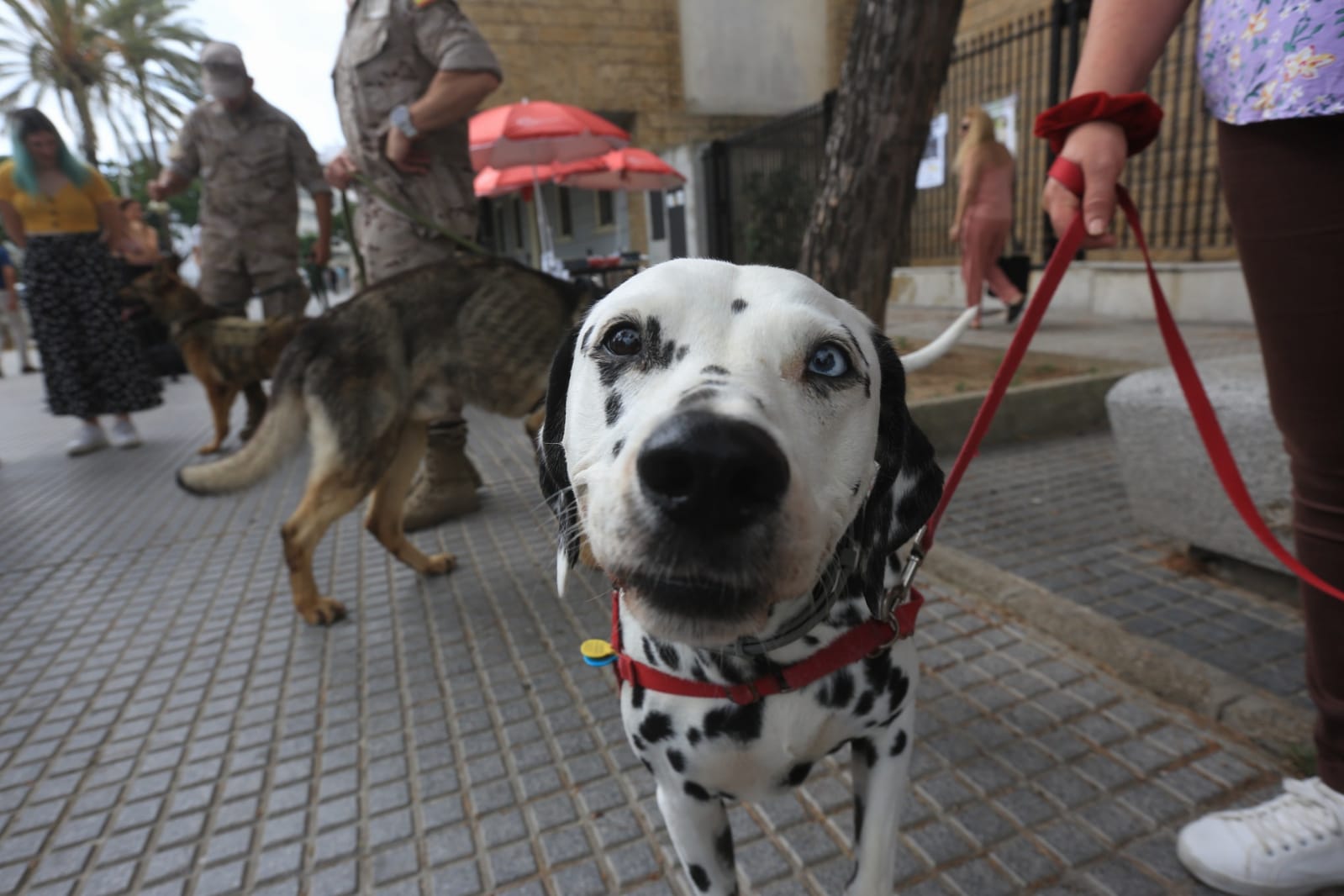 Las imágenes de la campaña de sensibilización para la tenencia responsable de mascotas