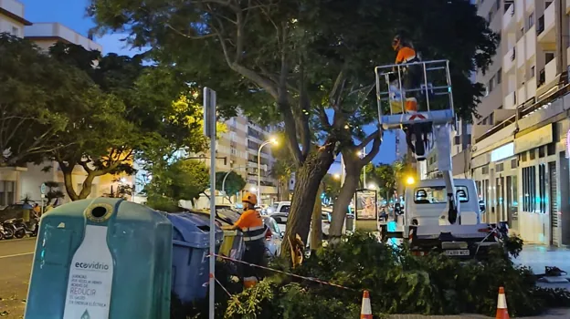 El levante sopla con fuerza: cae un árbol de grandes dimensiones en la calle Acacias de Cádiz