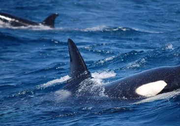 Rescatadas dos personas a cinco millas de Barbate tras sufrir su embarcación un impacto por orcas