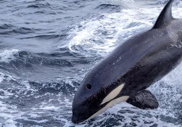 Capitanía Marítima estudia prohibir la navegación en zonas de Cádiz para evitar los ataques de las orcas