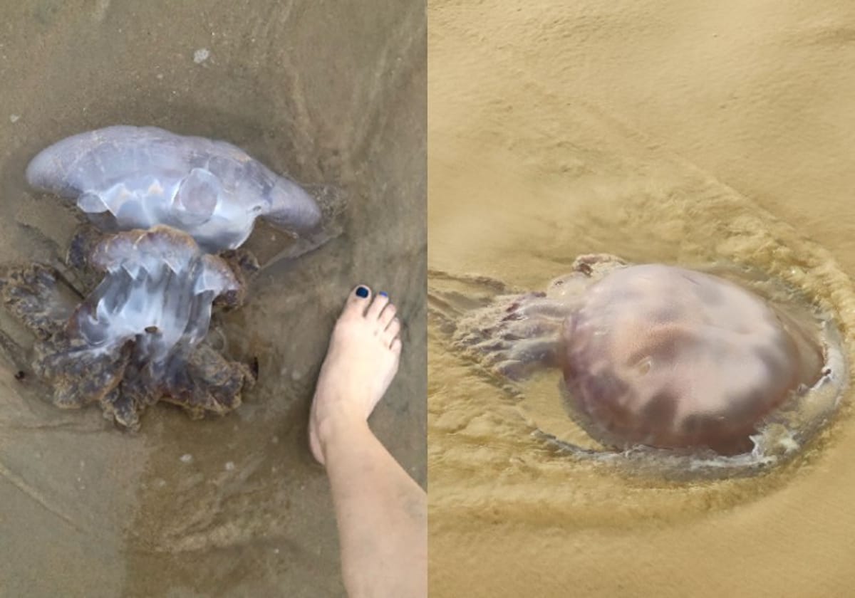 Medusas en las playas de Cádiz