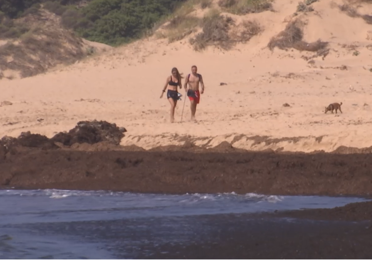 La barrera de algas que separa el mar de la arena en la playa de Los Caños de Meca de Cádiz.