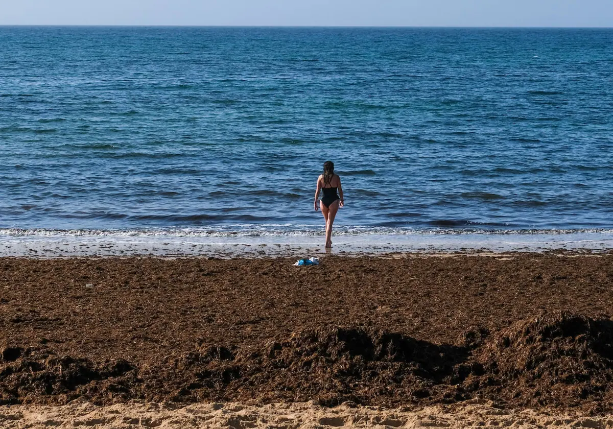 Una bañista en la playa de Marisucia en Los Caños, repleta de la alga invasora asiática