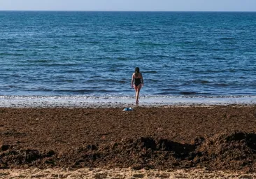 El chapapote vegetal que invade las playas de Cádiz