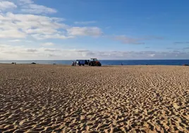 Ayuntamiento de Barbate y comerciantes limpian de algas las playas de Los Caños de Meca