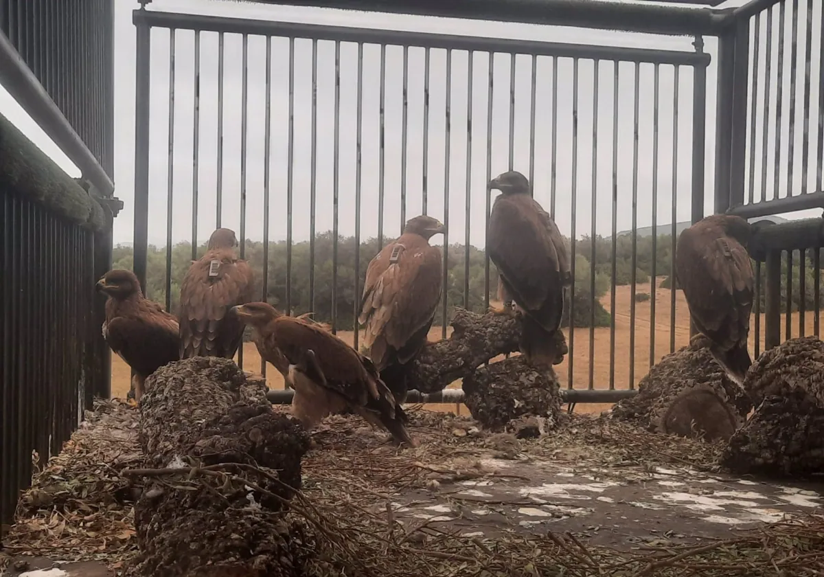 Liberadas seis jóvenes águilas imperiales en una finca del parque de Los Alcornocales