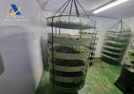 Desmantelada en Jerez una macroplantación de marihuana con 3.200 plantas y 70 kilos de cogollos