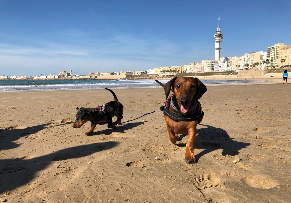 Dos perros disfrutando de un paseo por la playa Santa María del Mar