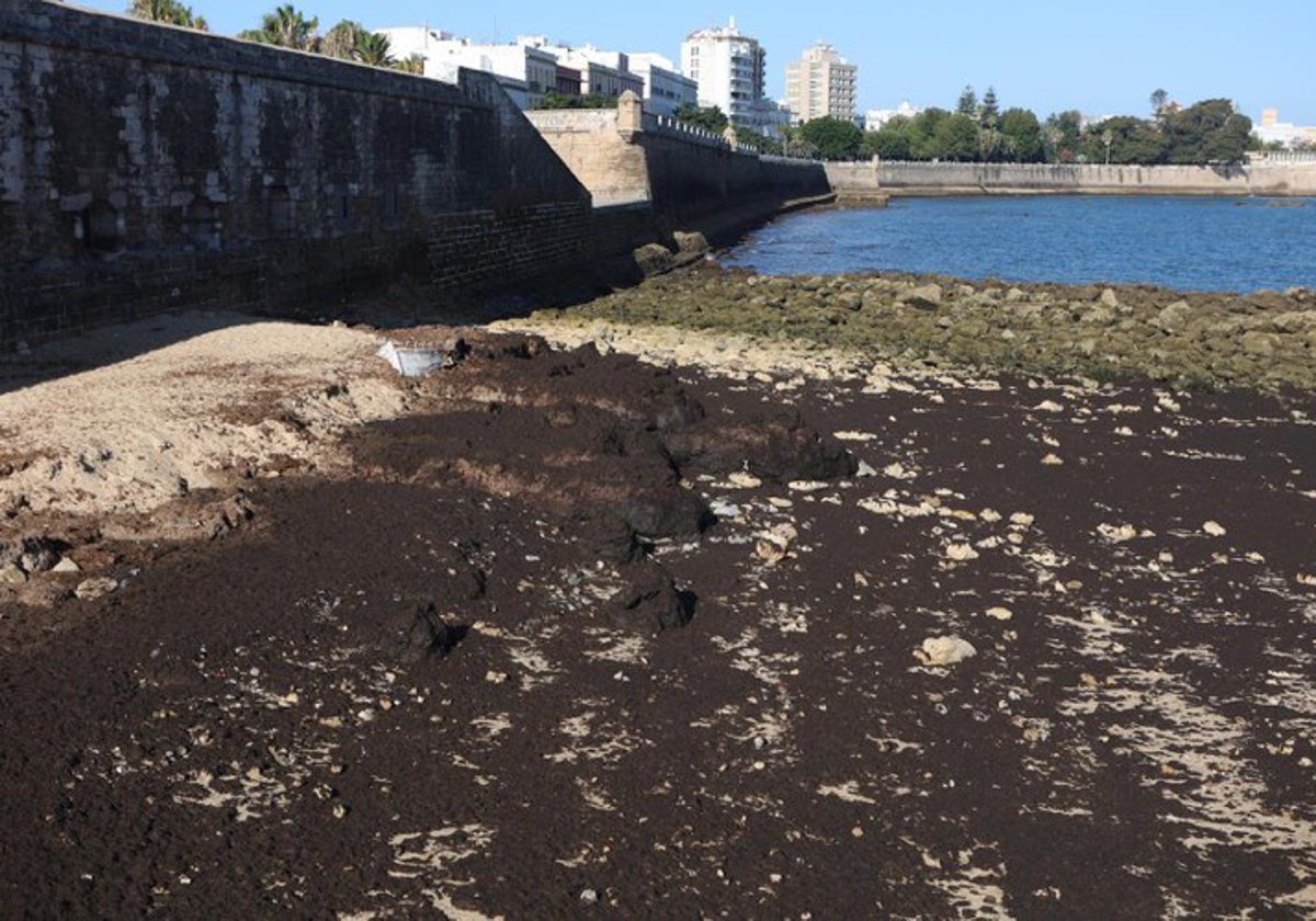 Las algas invasoras en la playita de la Punta de San Felipe