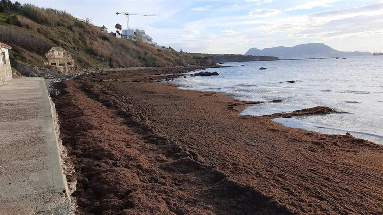 Las playas de Cádiz afectadas por las algas invasoras