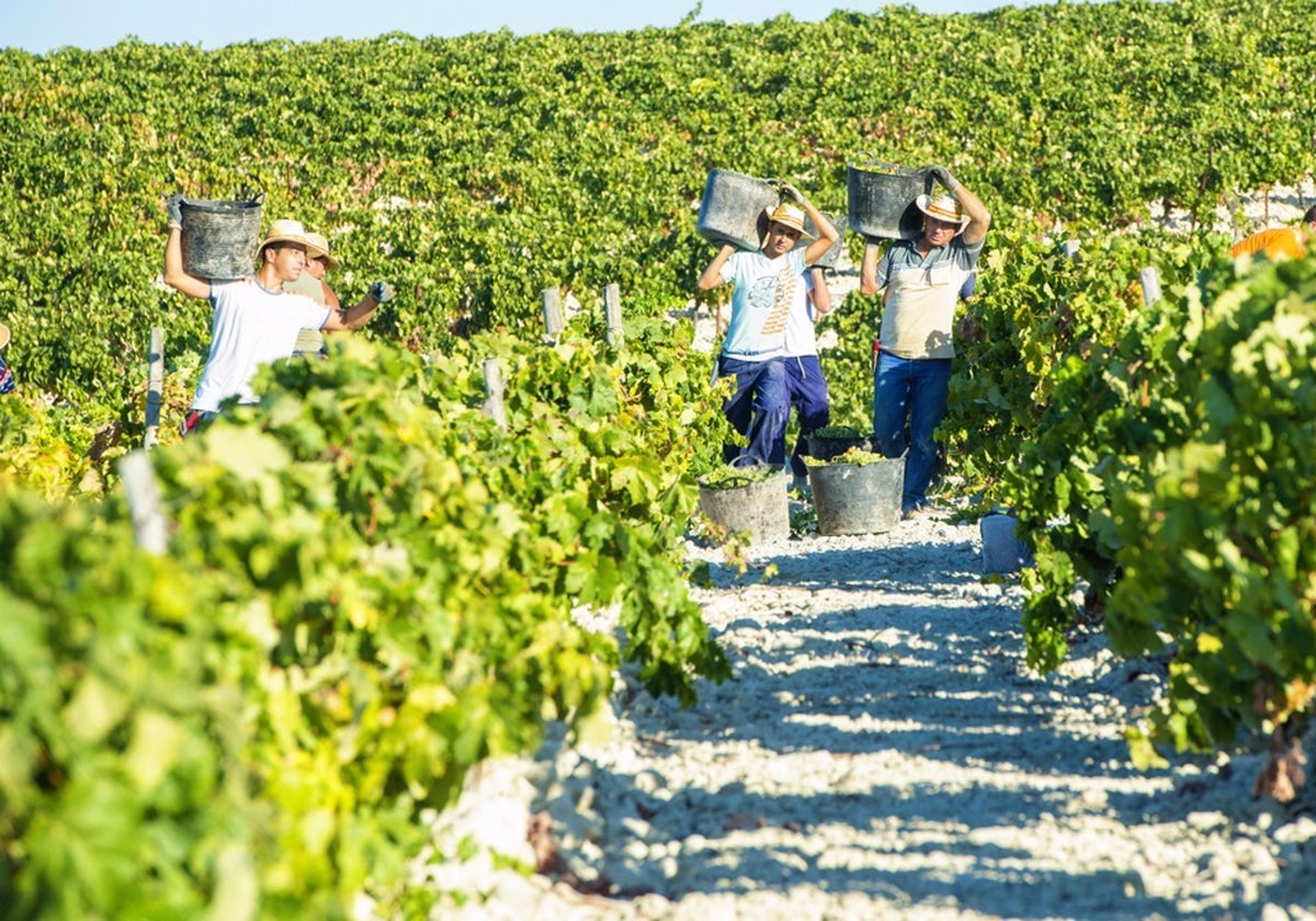 Trabajadores vendimiando en una viña del Marco de Jerez