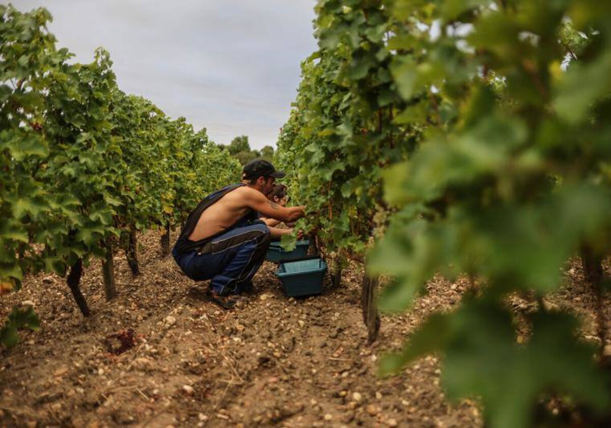 Muchos jornaleros pasarán varias semanas en los viñedos franceses.